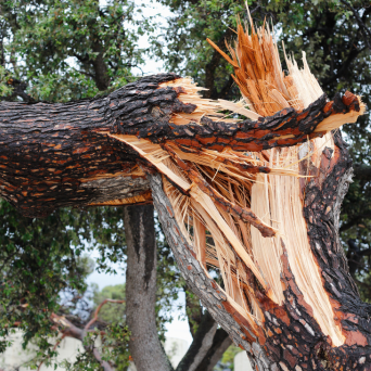 Broken Tree Branch