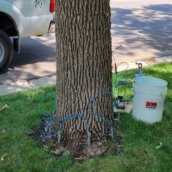 Tree undergoing emerald ash borer treatment with 5 gallon bucket and probes